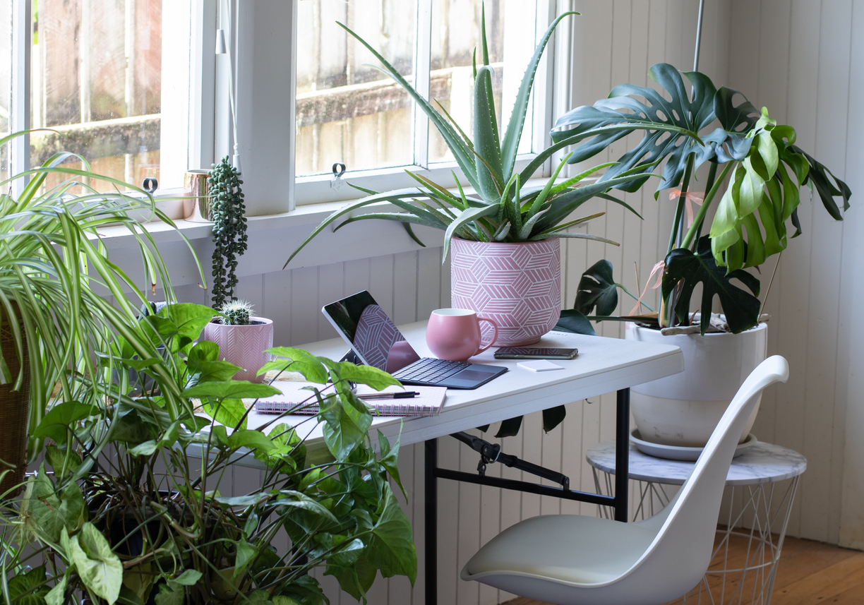 Work from home office with potted house plants plants, welbeing, work from home, sustainable workplace